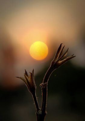 a golden ball of sun in front of which is a plant sillhoutted highlighting the summer solstice